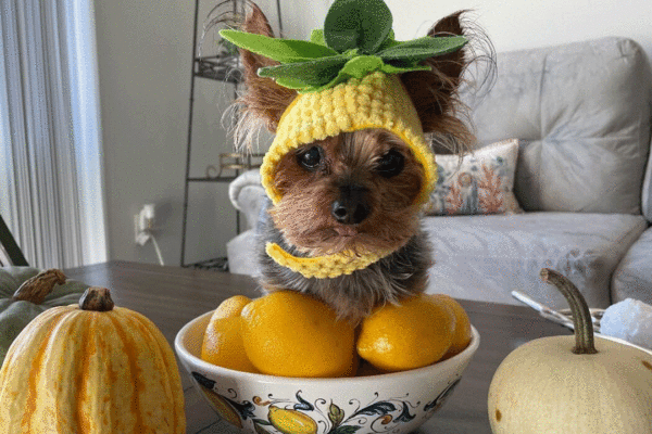these-pets-around-the-us-look-adorable-in-their-halloween-costumes