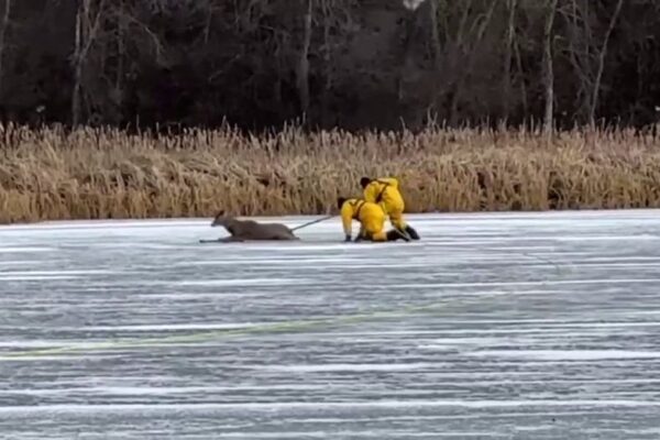 watch:-michigan-firefighters-make-daring-rescue-on-thin-ice-to-retrieve-stranded-deer