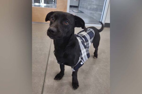 viral-post-from-texas-animal-shelter-helps-‘antisocial’-dog-find-new-home