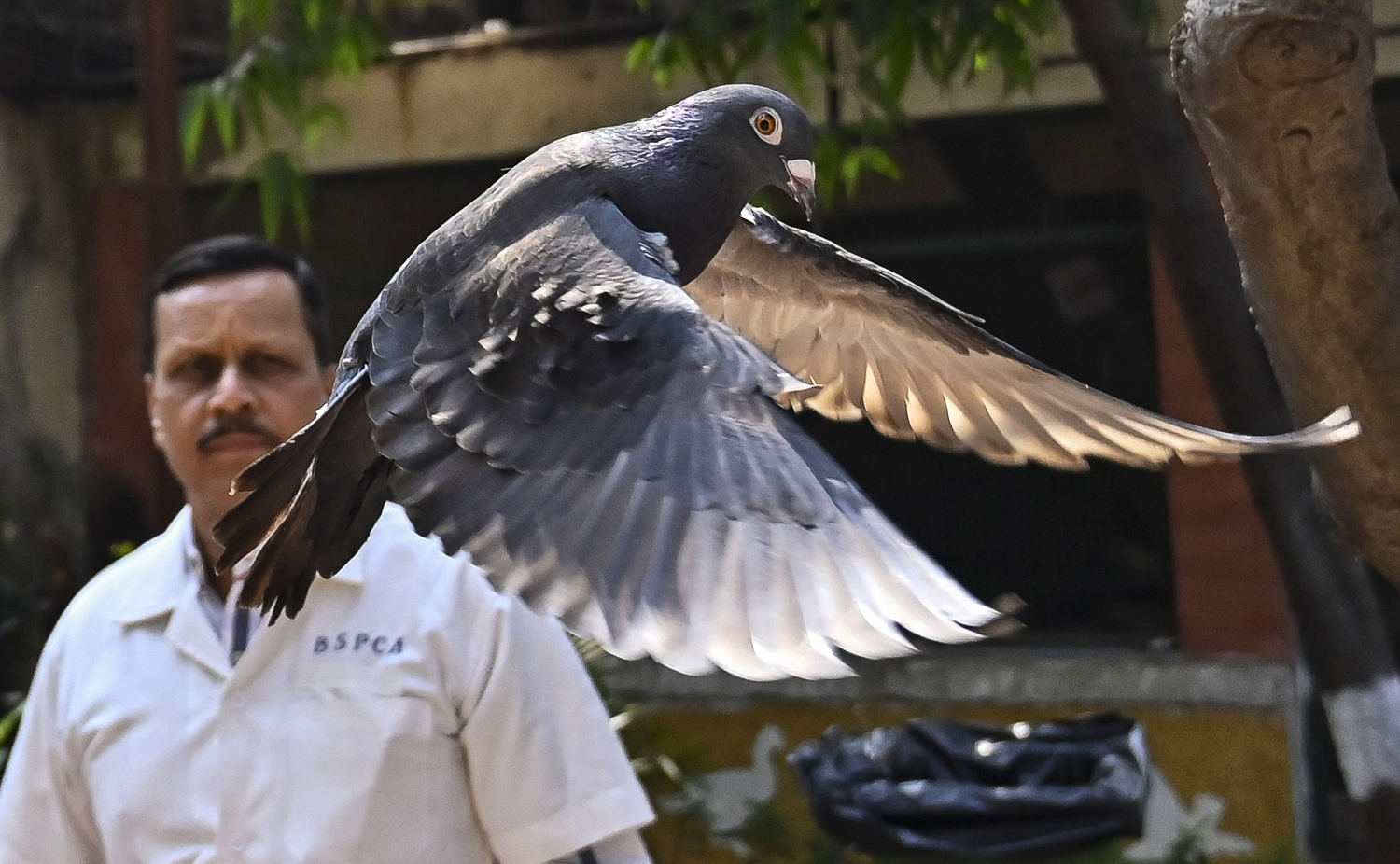 indian-police-clear-a-suspected-chinese-spy-pigeon-after-8-months-in-bird-lockup
