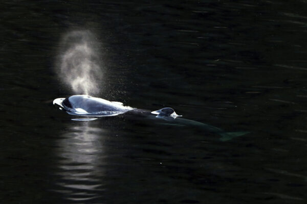 orca-calf-swims-out-of-canadian-lagoon-where-it-had-been-trapped-more-than-a-month