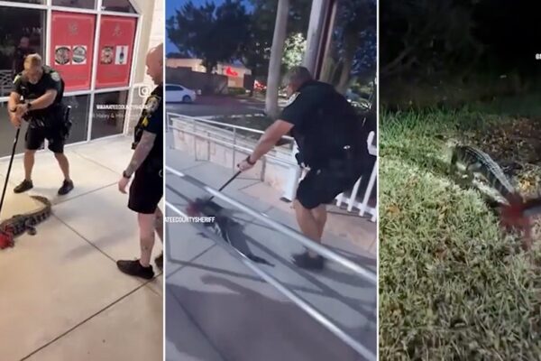 video-shows-florida-deputy-use-a-broom-to-sweep-gator-away-from-restaurant