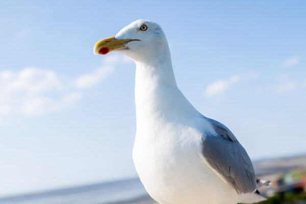 new-jersey-man-who-ripped-head-off-of-seagull-at-pier-sparks-outrage-online:-‘horrible-man’